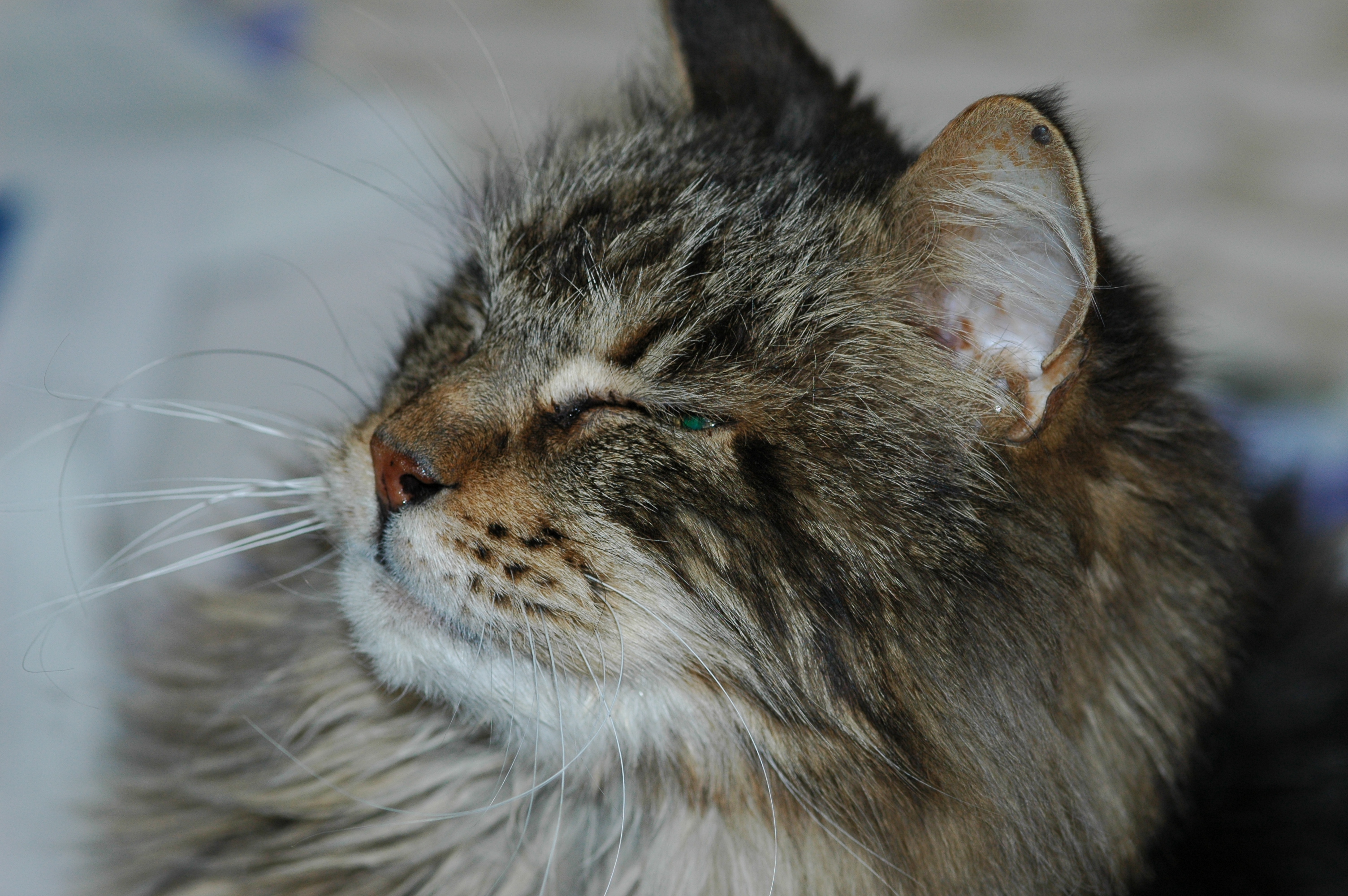 Worf Contented